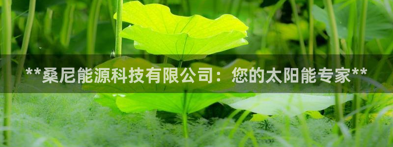 sunbet英语翻译