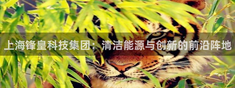 sunbet英语翻译